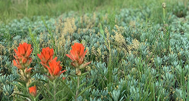red flowers in field