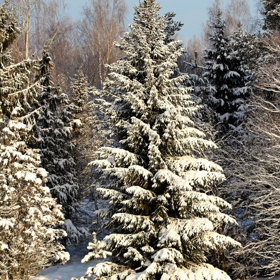 Memorial Tree Program