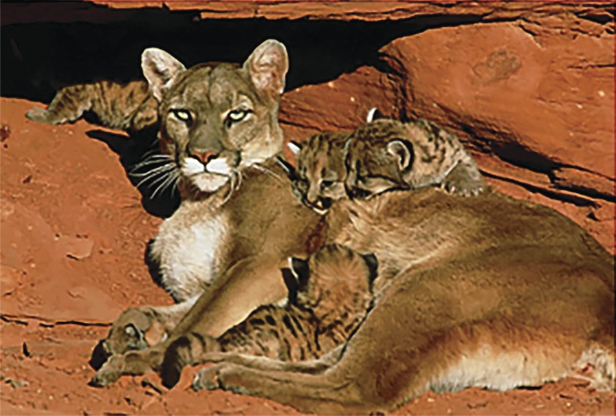 Mountain lion resting with two cubs against a red rock background.
