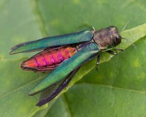 photo of emerald ash borer beetle on leaf