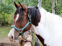 Sunday at the Stables